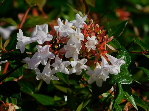 Abelia Snowtime